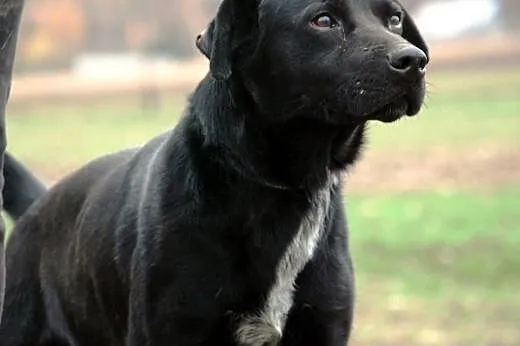 Demon piękny, energiczny, młody mix labrador ADOPC