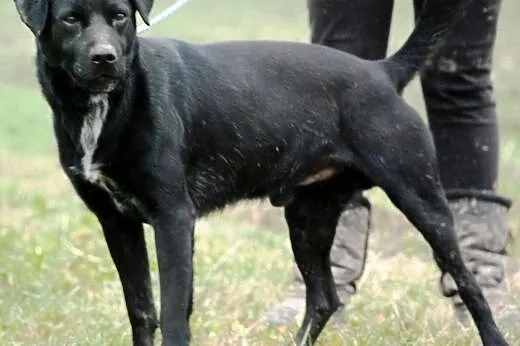 Demon piękny, energiczny, młody mix labrador ADOPC