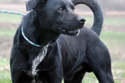Demon piękny, energiczny, młody mix labrador ADOPC