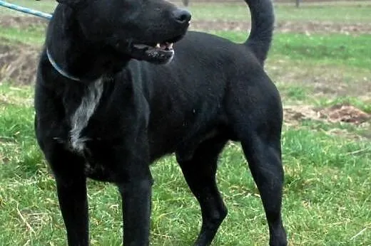 Demon piękny, energiczny, młody mix labrador ADOPC