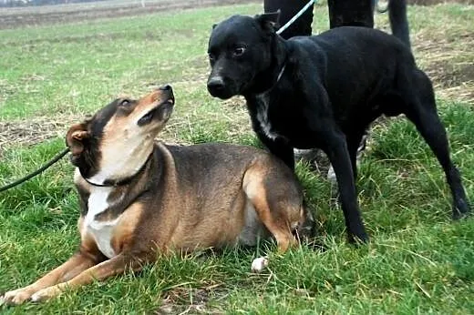 Demon piękny, energiczny, młody mix labrador ADOPC