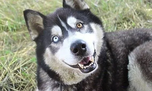 Lupus duży, łagodny mix husky/malamut o pięknym sp