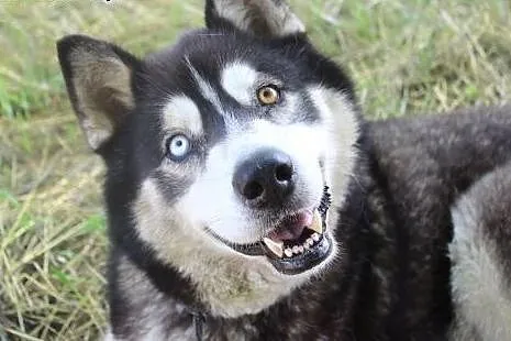 Lupus duży, łagodny mix husky/malamut o pięknym sp