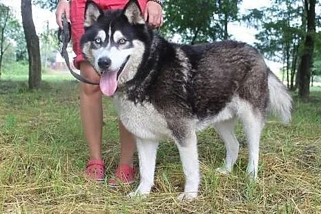 Lupus duży, łagodny mix husky/malamut o pięknym sp