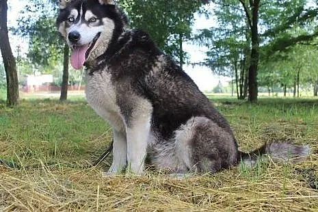 Lupus duży, łagodny mix husky/malamut o pięknym sp