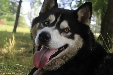 Lupus duży, łagodny mix husky/malamut o pięknym sp