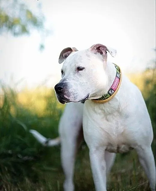 Domowy amstaff Nero szuka domu - ADOPCJA, Amstaff