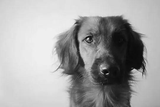Pilnie oddam pieska do adopcji