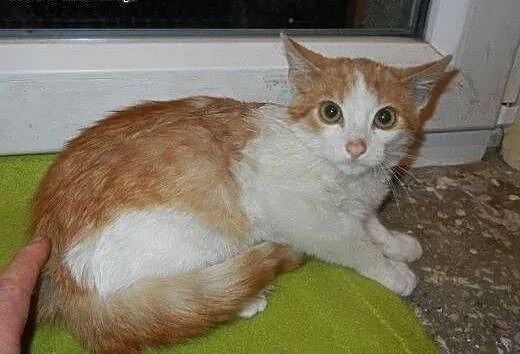 Wiórek i Wiewiórek do adopcji!!!, łódzkie Łódź
