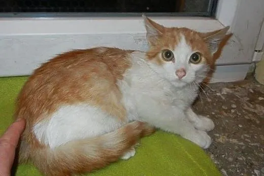 Wiórek i Wiewiórek do adopcji!!!, łódzkie Łódź