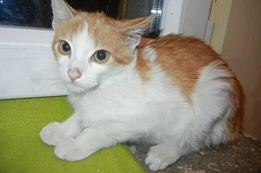 Wiórek i Wiewiórek do adopcji!!!,  łódzkie Łódź
