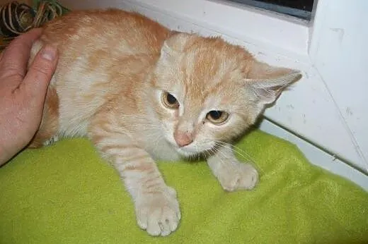 Wiórek i Wiewiórek do adopcji!!!,  łódzkie Łódź