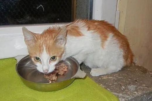 Wiórek i Wiewiórek do adopcji!!!,  łódzkie Łódź