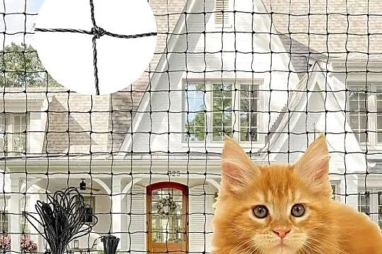 Siatka Na Balkon, Dla kotów, Psów ochronna Na Gołębie, 3x6m