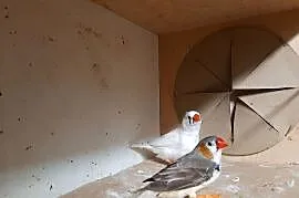 Para zeberek na sprzedaż
