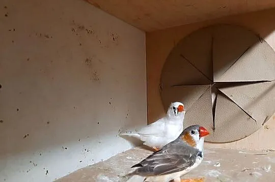 Para zeberek na sprzedaż, Opolskie, Prudnik
