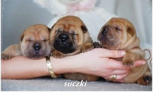 Przepiękne Szczeniaki Shar Pei po Championach FCI,