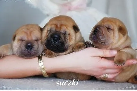 Przepiękne Szczeniaki Shar Pei po Championach FCI,