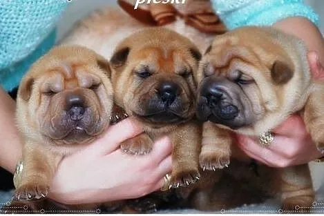 Przepiękne Szczeniaki Shar Pei po Championach FCI,