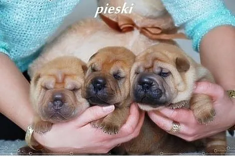 Przepiękne Szczeniaki Shar Pei po Championach FCI,