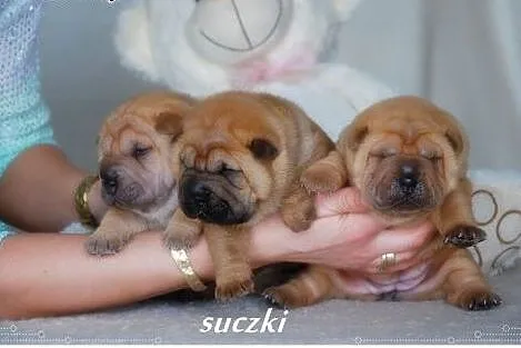 Przepiękne Szczeniaki Shar Pei po Championach FCI,
