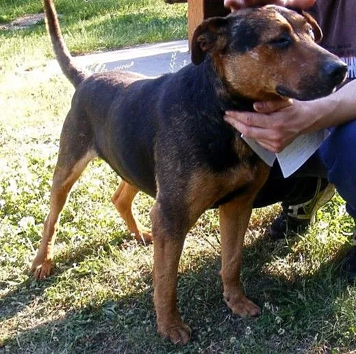 Misiek z osiedla szuka domu !!! Pilne, Kundelki c