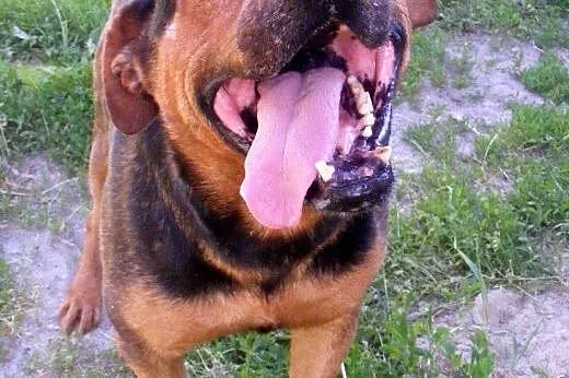 Misiek z osiedla szuka domu !!! Pilne,  Kundelki c