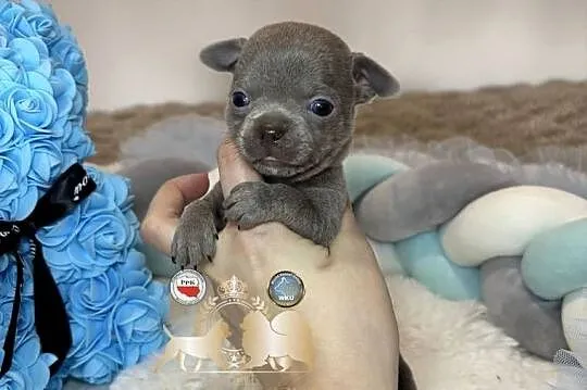 Chihuahua mini piesek krótkowłosy liliowy mini piękny badania DNA