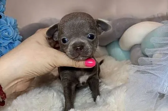 Chihuahua mini piesek krótkowłosy liliowy mini piękny badania DNA, Łódzkie, Bełchatów