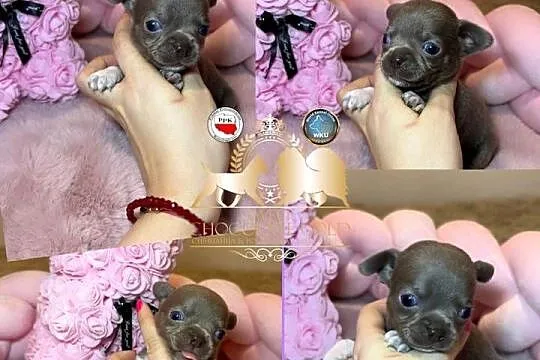 Chihuahua mini piesek krótkowłosy liliowy mini piękny badania DNA, Łódzkie, Bełchatów