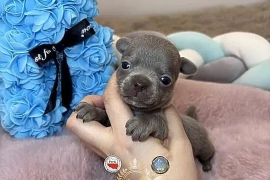 Chihuahua mini piesek krótkowłosy liliowy mini piękny badania DNA, Łódzkie, Bełchatów