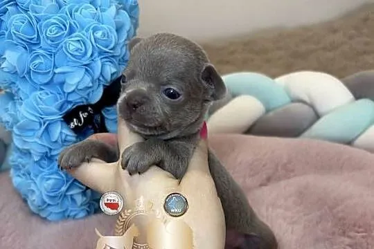 Chihuahua mini piesek krótkowłosy liliowy mini piękny badania DNA, Łódzkie, Bełchatów