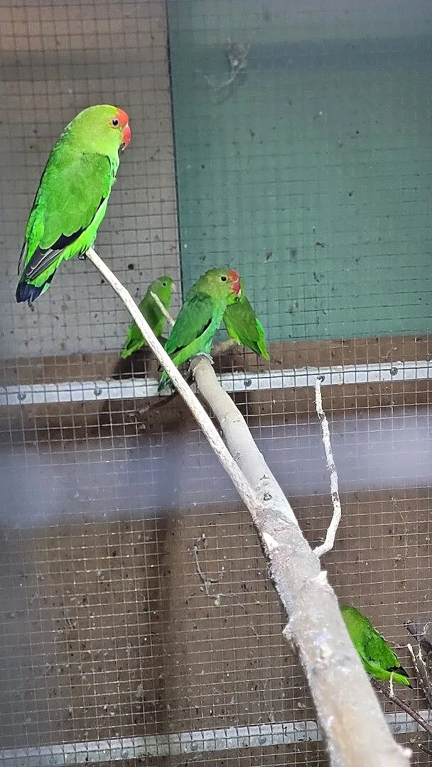 Agapornis taranta, Dolnośląskie, Wrocław