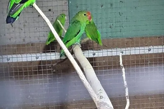 Agapornis taranta, Dolnośląskie, Wrocław