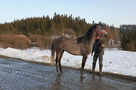 sprzedam lub wymienię dwa konie czystej krwi arabskiej ( razem lub oddzielnie), , Lutowiska