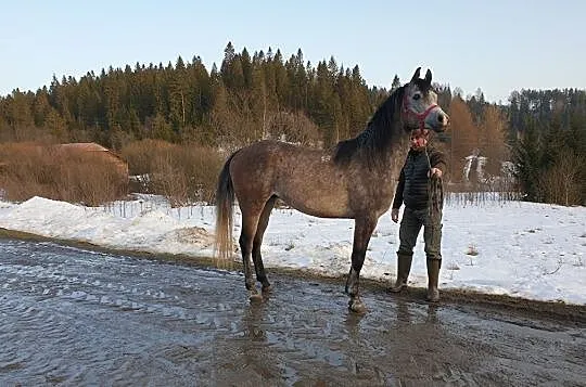 sprzedam lub wymienię dwa konie czystej krwi arabskiej ( razem lub oddzielnie), , Lutowiska