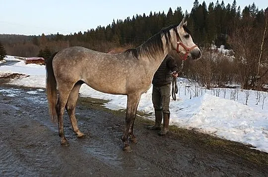 sprzedam lub wymienię dwa konie czystej krwi arabskiej ( razem lub oddzielnie), , Lutowiska