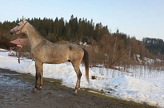sprzedam lub wymienię dwa konie czystej krwi arabskiej ( razem lub oddzielnie), , Lutowiska