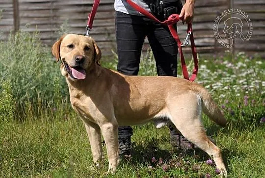 ADONIS młody, piękny biszkoptowy labrador do adopc