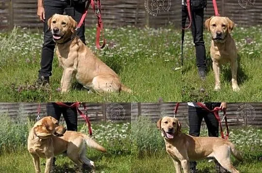 ADONIS młody, piękny biszkoptowy labrador do adopc