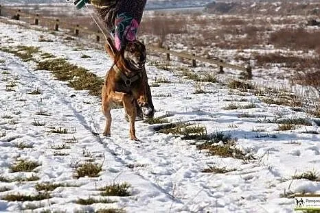 Pies idealny dla każdego dobrego człowieka :),  do