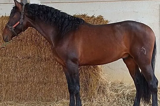 Ujeżdżeniowy C klasowy, wałach na sprzedaż, , Sowia