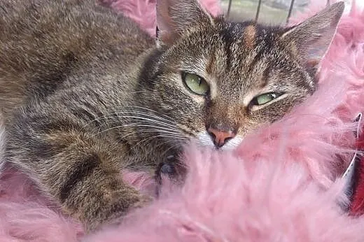 VIVA-młoda kociczka,wysterylizowana,adopcja!!,  świętokrzyskie Kielce