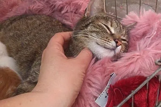 VIVA-młoda kociczka,wysterylizowana,adopcja!!,  św