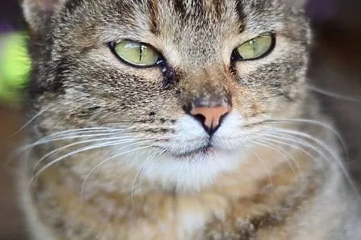 VIVA-młoda kociczka,wysterylizowana,adopcja!!,  św