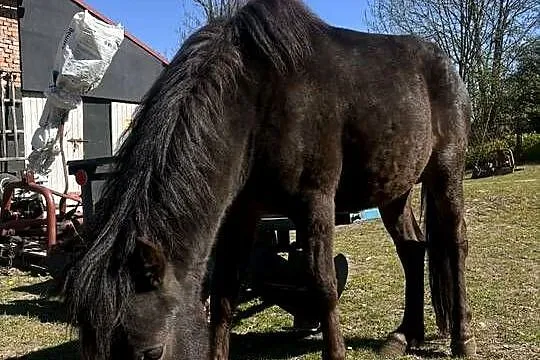 Kucyk ogier Krzyś, Małopolskie, Troks