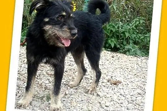 GOFER-średni(17kg),bardzo przyjazny przytulak,łagodny pies.ADOPCJA