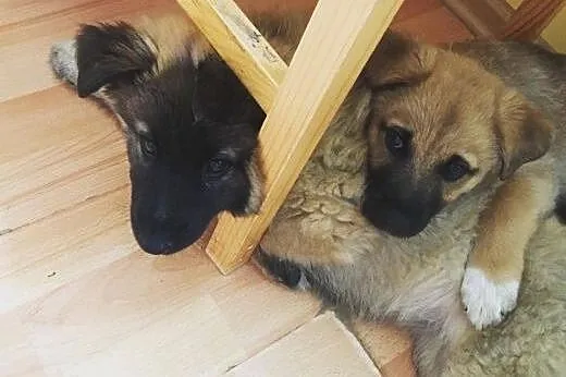 Niesamowita, 2 miesieczna MAŁA szuka domu,  mazowi