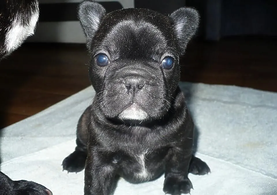 Buldog francuski - REZERWACJA