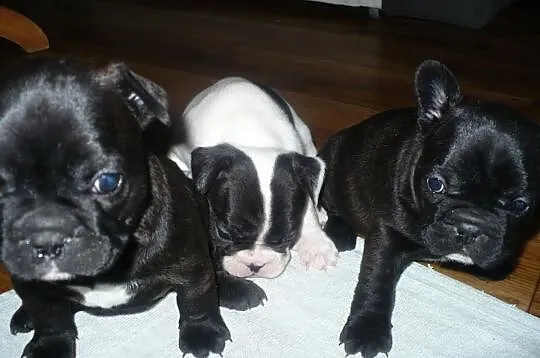 Buldog francuski - REZERWACJA